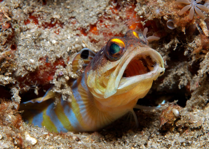 20 Gold Barred Jawfish.jpg